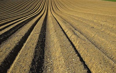 Ignore soil at your peril