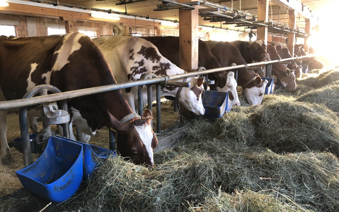 A holiday isn’t a holiday without some farming