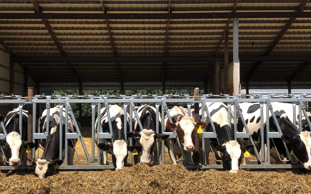 The polarity of American dairy farming