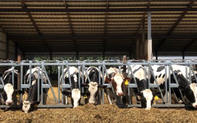 The polarity of American dairy farming