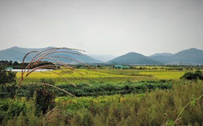 The self-help rural communities of South Korea