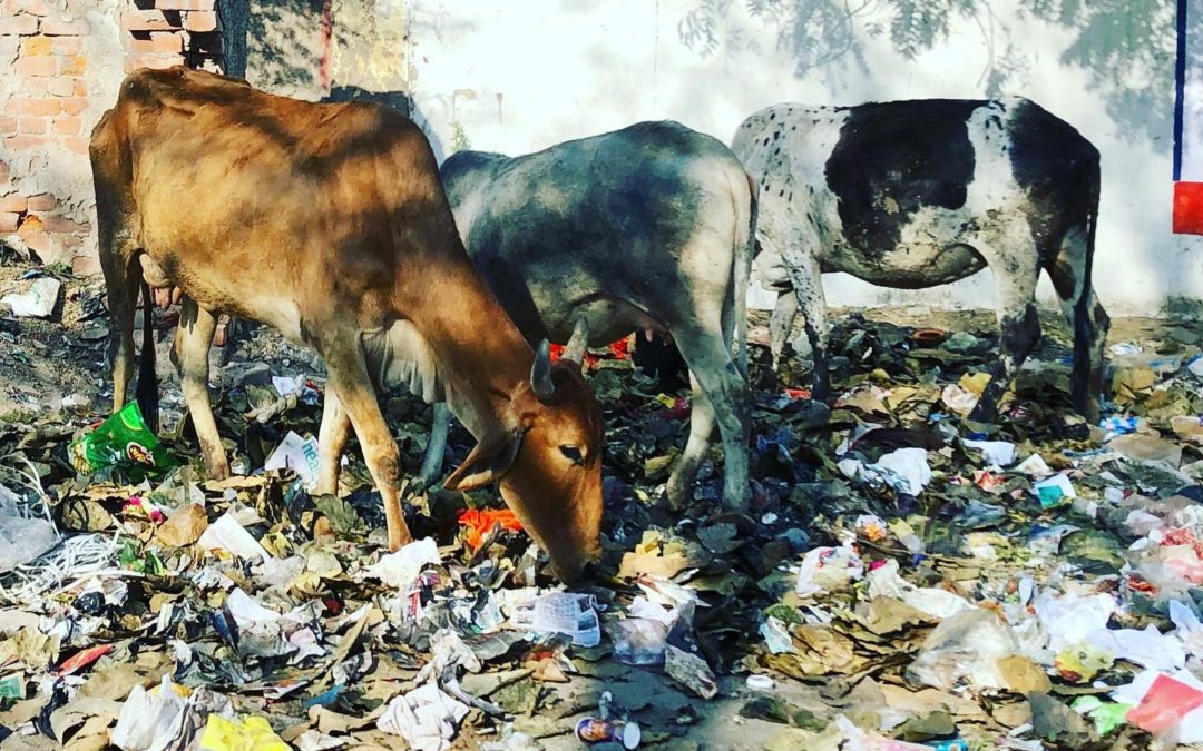 India’s five million stray cows