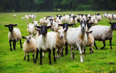 Lamb for St Andrew’s Day ‘Lamb Bank’ for Scottish schools announced by Scotland’s Livestock Auctioneers