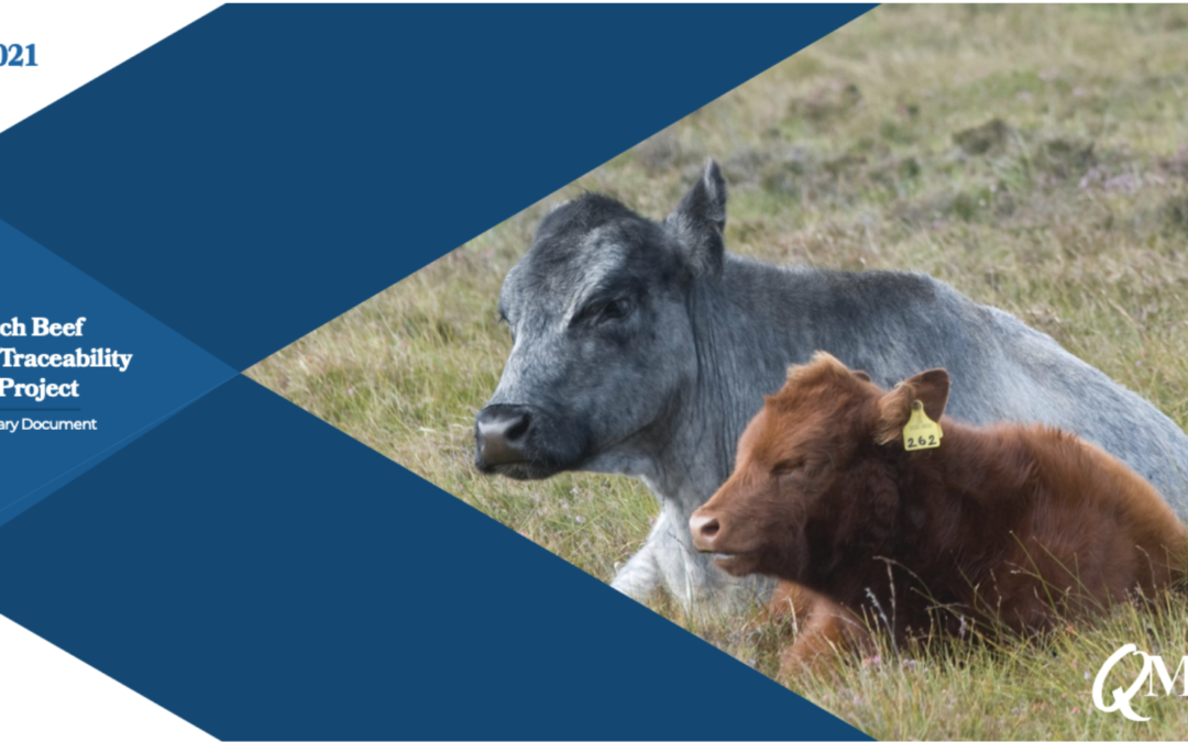 New QMS report reveals the potential of harnessing DNA to improve Scotch Beef PGI