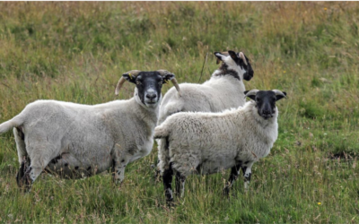 Don’t be sheepish about scanning for OPA say North East farmers