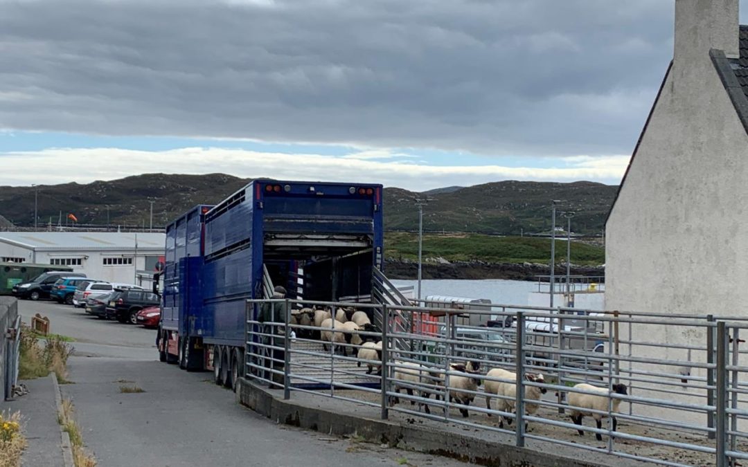 Scotland’s red meat industry unites in opposition to transport consultations