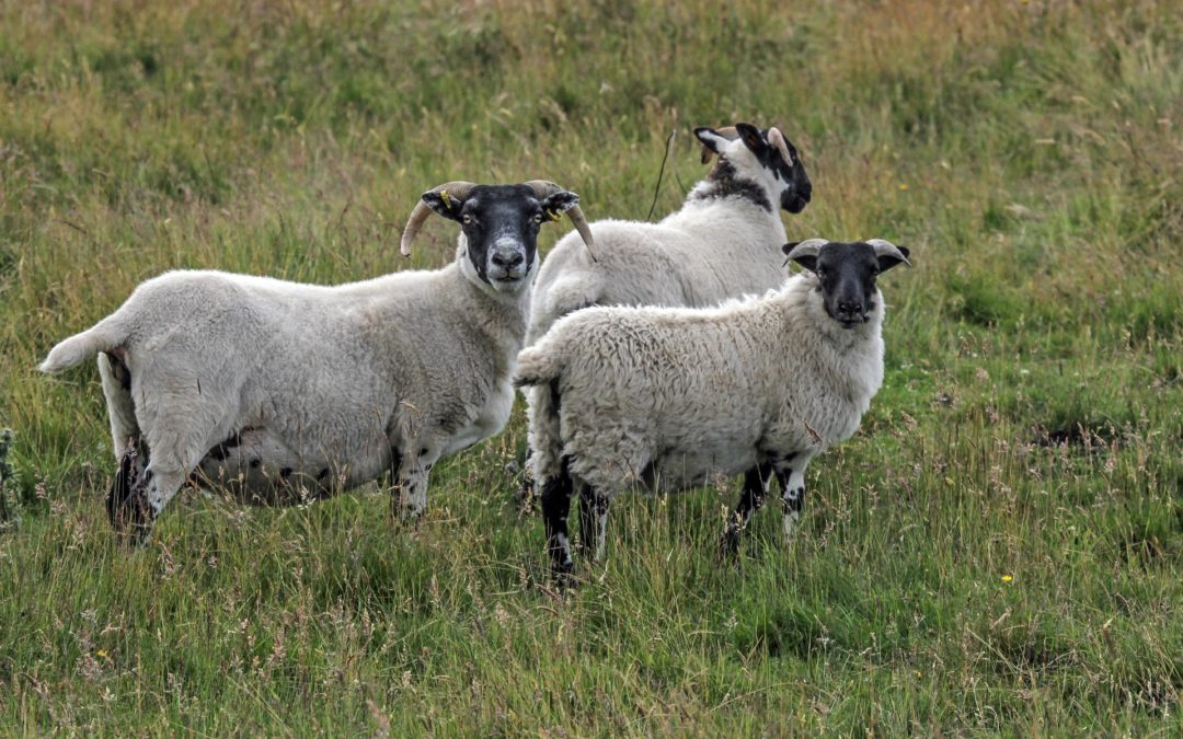 ‘Single step’ is a big leap forward for profitable sheep production in New Zealand