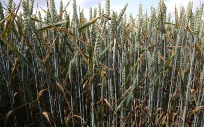 High disease pressure for cereals and potatoes across the UK