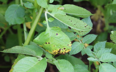 Alternaria risk is rising