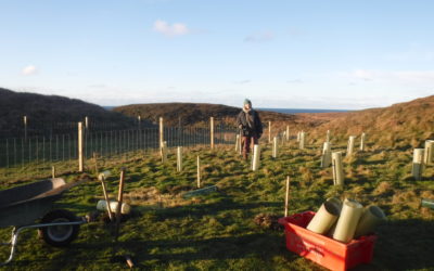 New entrants making the most of community-owned croft on Colonsay