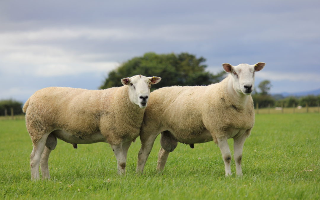 Spotlight shines on Aberfields for ‘Great from Grass’ 10th Anniversary Sale at Fearn