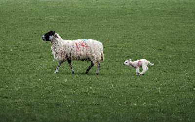 Are family farms fit for the future?