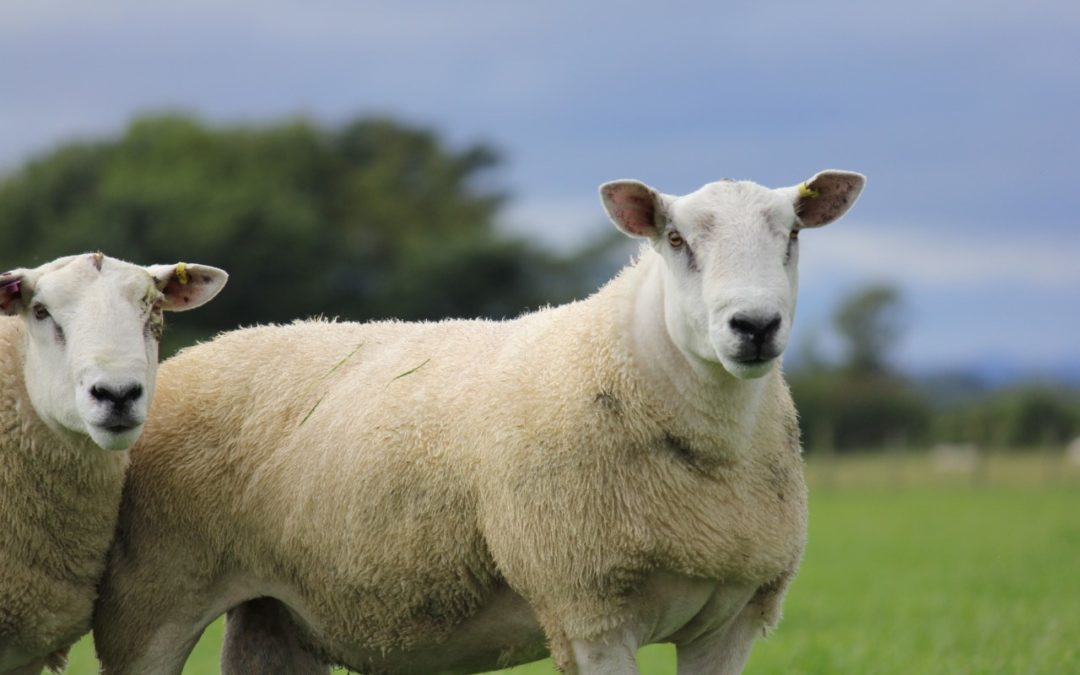 Fearn’s ‘Great from Grass’ Ram Sale Celebrates Another Triumphant Year