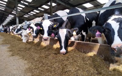 Cost control – Are your cows milking it?