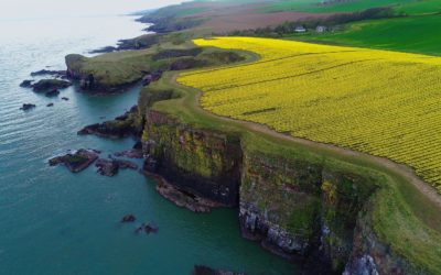 Two Scottish farming co-ops back project to tackle nematodes in daffodils and potatoes