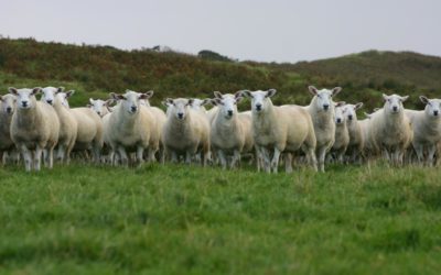 Sheep Breeders Round Table – Premier conference for UK sheep farmers