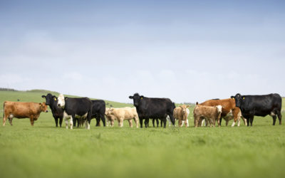 ABP acquires Scotbeef sites