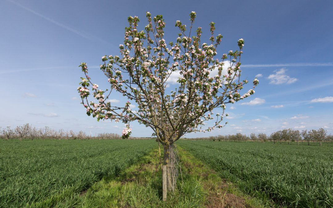 Nature-based solutions which deliver soil and biodiversity wins