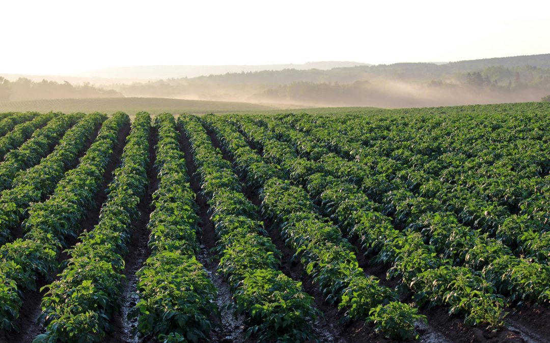 Potato conference seeks to boost growers’ confidence amid global challenges