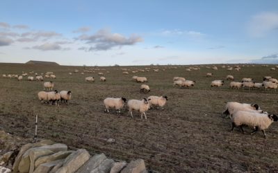 One hundred turn out to see progress of regenerative farming pioneers