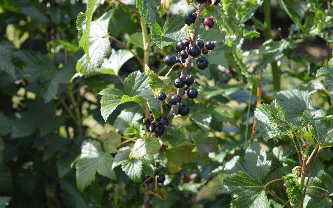 Blackcurrant breakthroughs breed scientific success for Ribena