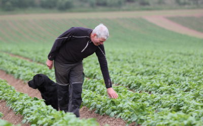 Seed potato trials look to science for alternative disease management strategies.