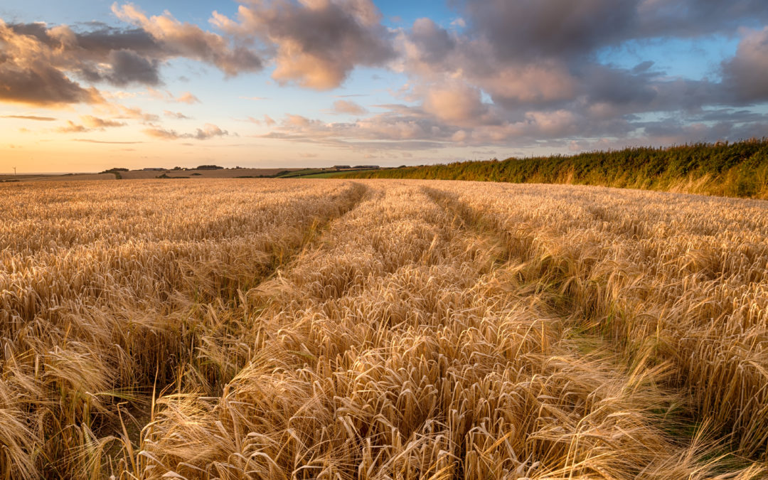 Ensure maximum yield and quality potential from your barley with PGRs