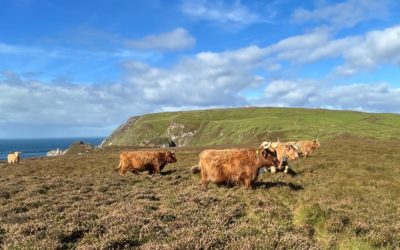 Liver fluke study delivers win-wins for animal and environmental health