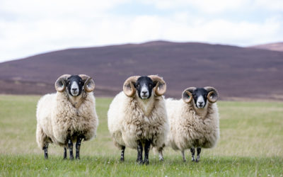 Ballindalloch gathers sheep farmers together for uplands discussion