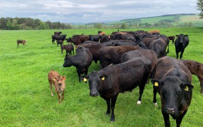 Automated weighing technology a gamechanger for Scottish beef finishing sector