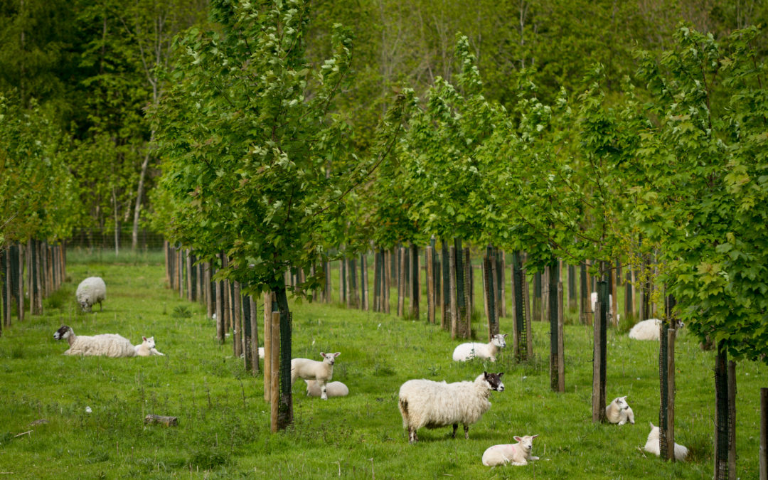 The role of agroforestry in sustainable and regenerative farming