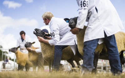 Livestock entries strong for the return of Turriff Show 2023