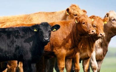 Red meat sector now worth £2.8 billion to the Scottish economy, according to new report.