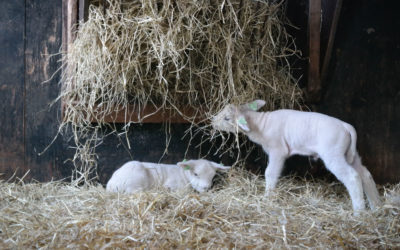 Lamb prices hold firm as we move into autumn.