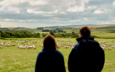 Lamb health, selection and sales key topics at upcoming Monitor Farm mart meeting