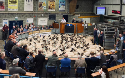 150 lambs needed to reach Lamb Bank target