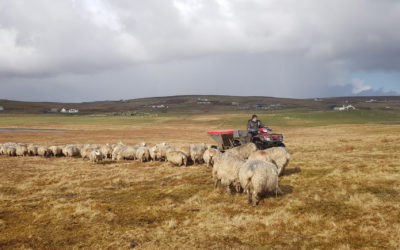 Supplementing sheep pays dividends for ewe health, fertility and subsequent lamb crop