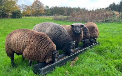 Scotch Lamb goes global for St Andrew’s Day