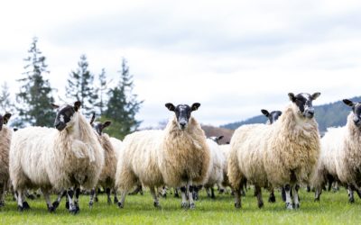 Ewe lambs – and rearing them correctly – are the key to future flock health and profitability