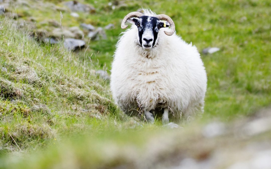 Lamb market at record high for the time of year