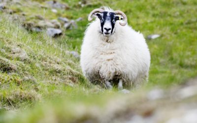 Lamb market at record high for the time of year