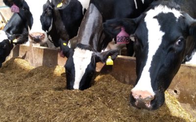 Manage silage quality for better milk margins and carbon footprint 