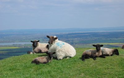 Good things come in threes: Increasing outputs key to triplet lambs being a blessing rather than a curse.