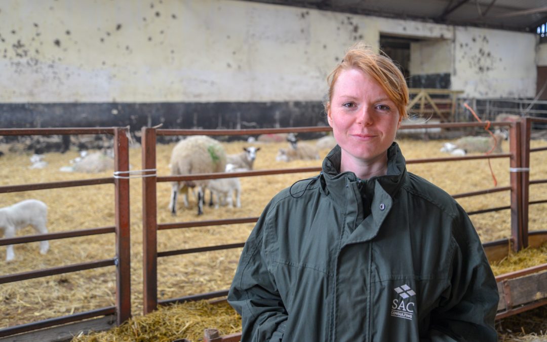 Sheep farmers advised to keep a watchful eye on the grass growing under their flock’s feet 