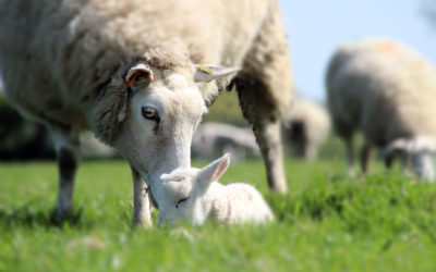 Work smarter, not harder – sheep farmers advised 