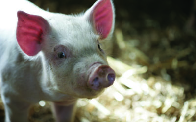 Pig market shows early signs of seasonal uplift