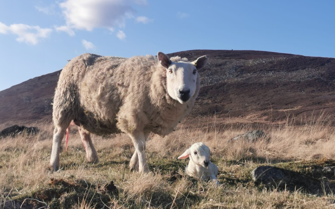 Getting feed right in last few weeks is vital for successful lambing 