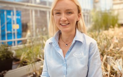 Wheat yield loss leads to change in variety choice for brown rust control