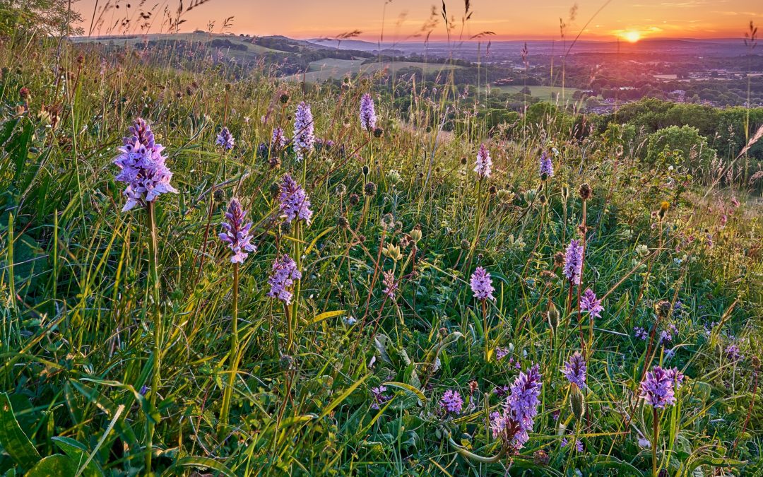 Putting nature on the payroll at Wiston Estate