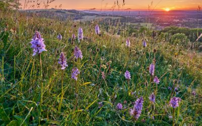 Putting nature on the payroll at Wiston Estate